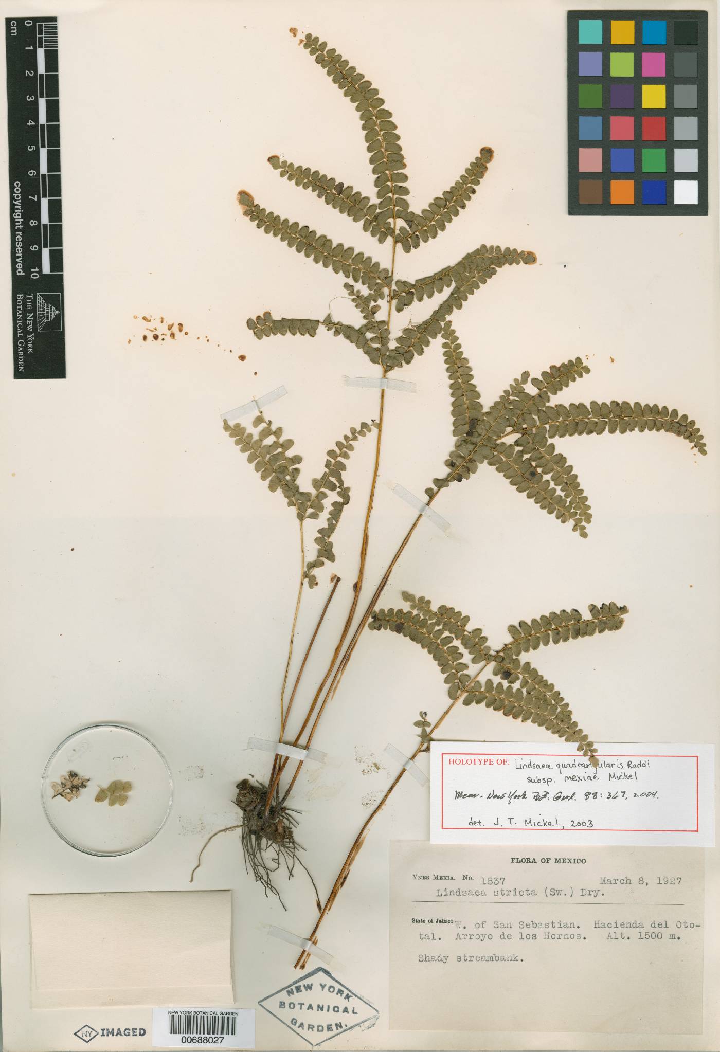 Lindsaea quadrangularis subsp. mexiae image