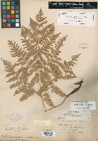 Pteridium aquilinum var. pubescens image