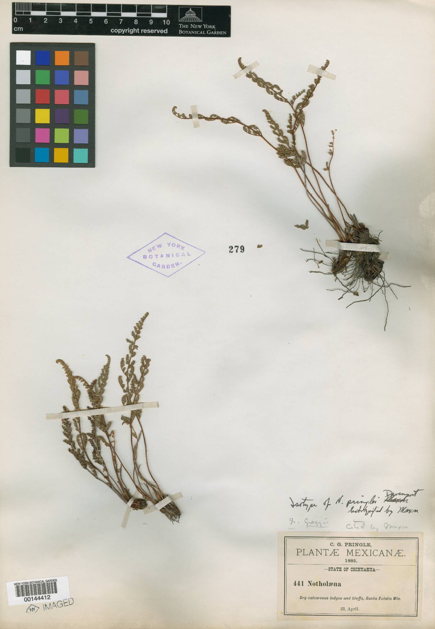 Notholaena pringlei image