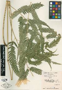 Pteris erosa image