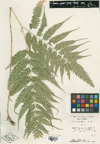 Pteris erosa image