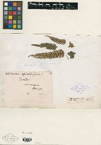 Pteris orizabae image