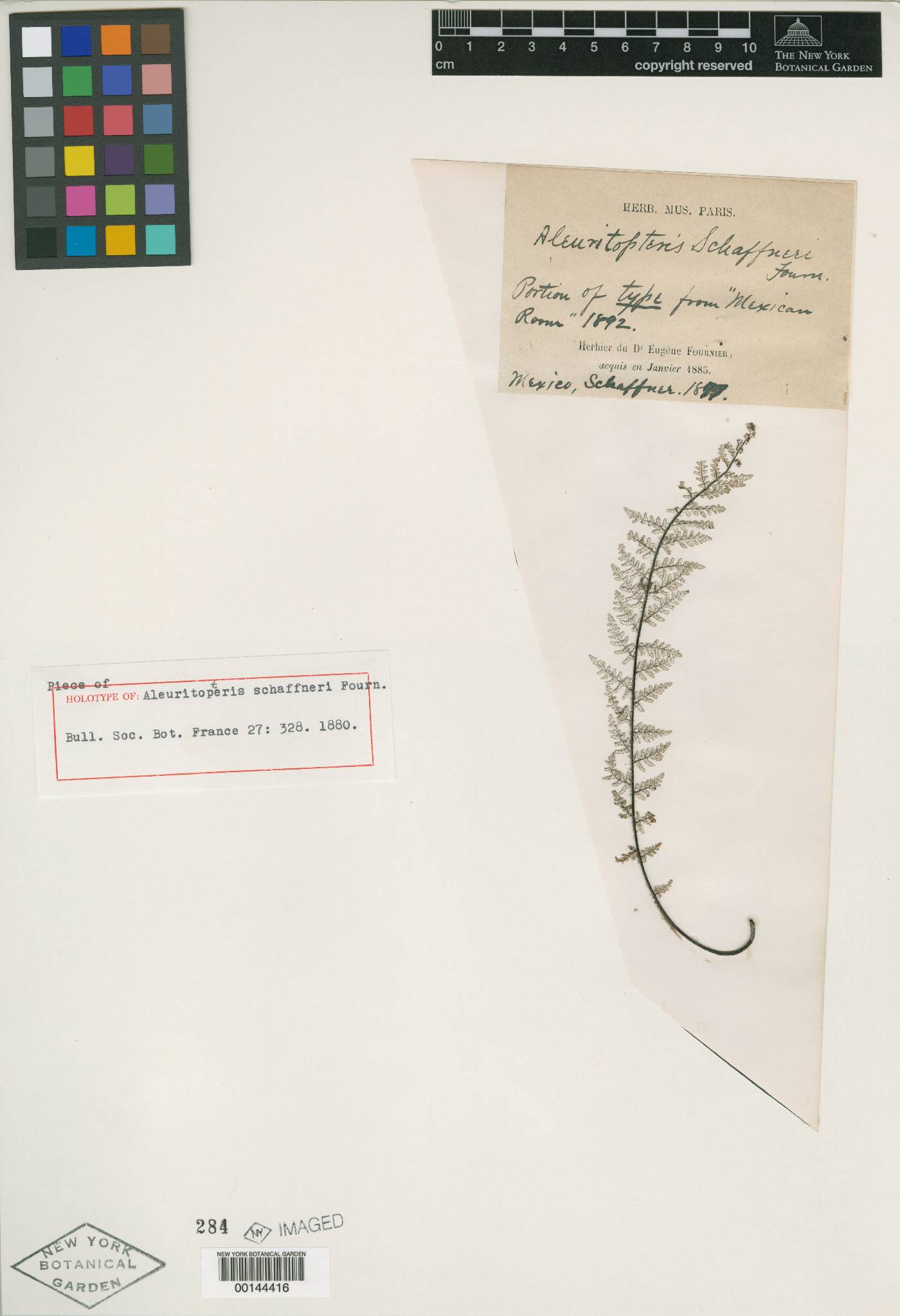 Notholaena schaffneri image