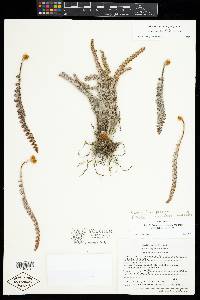 Image of Astrolepis obscura