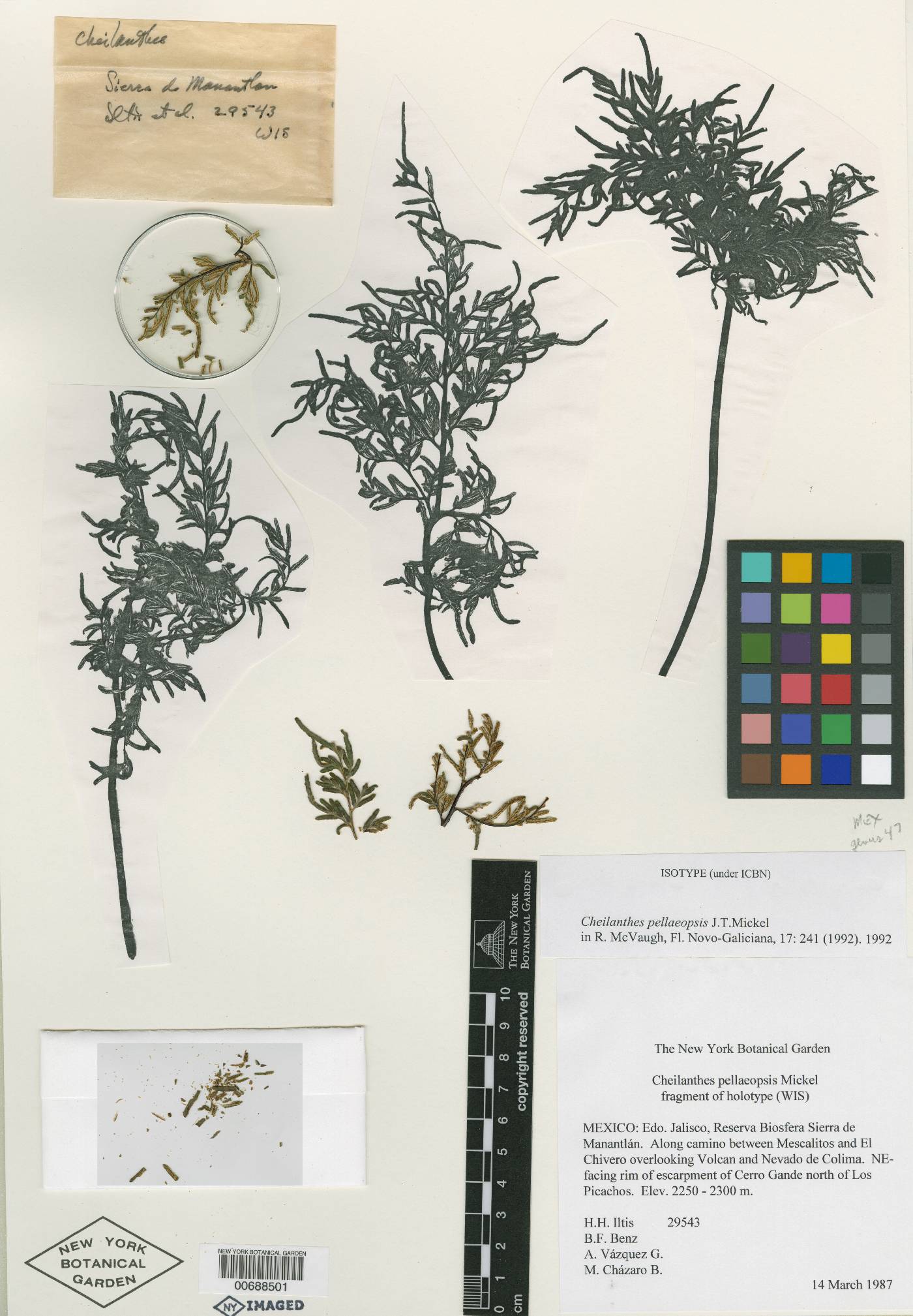 Cheilanthes pellaeopsis image