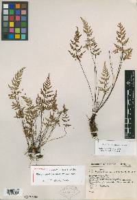 Image of Cheilanthes spiculata