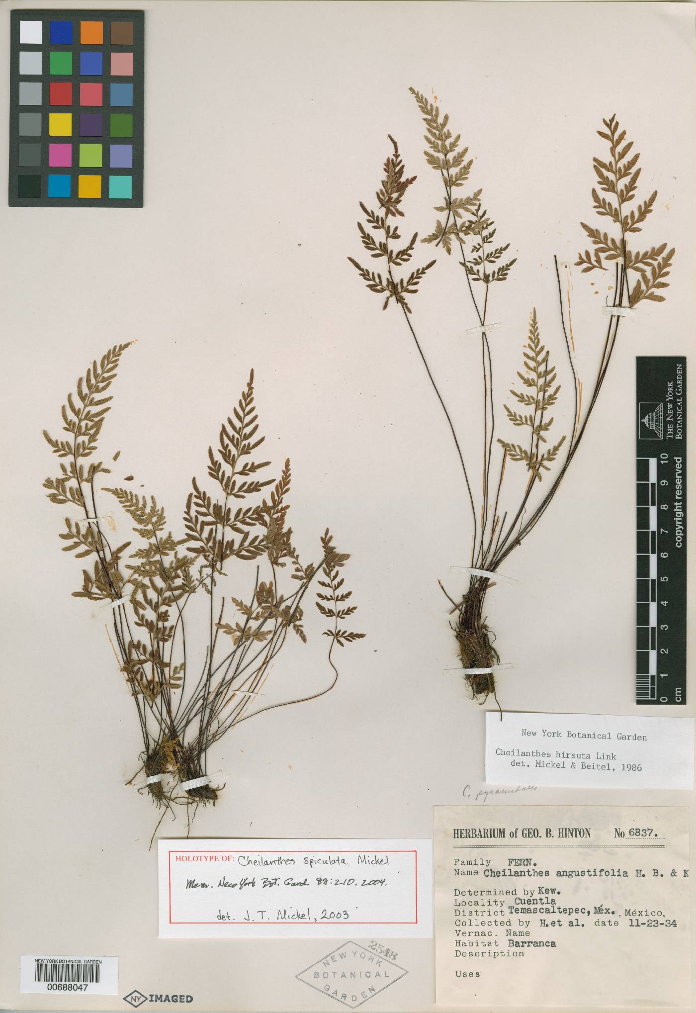 Cheilanthes spiculata image