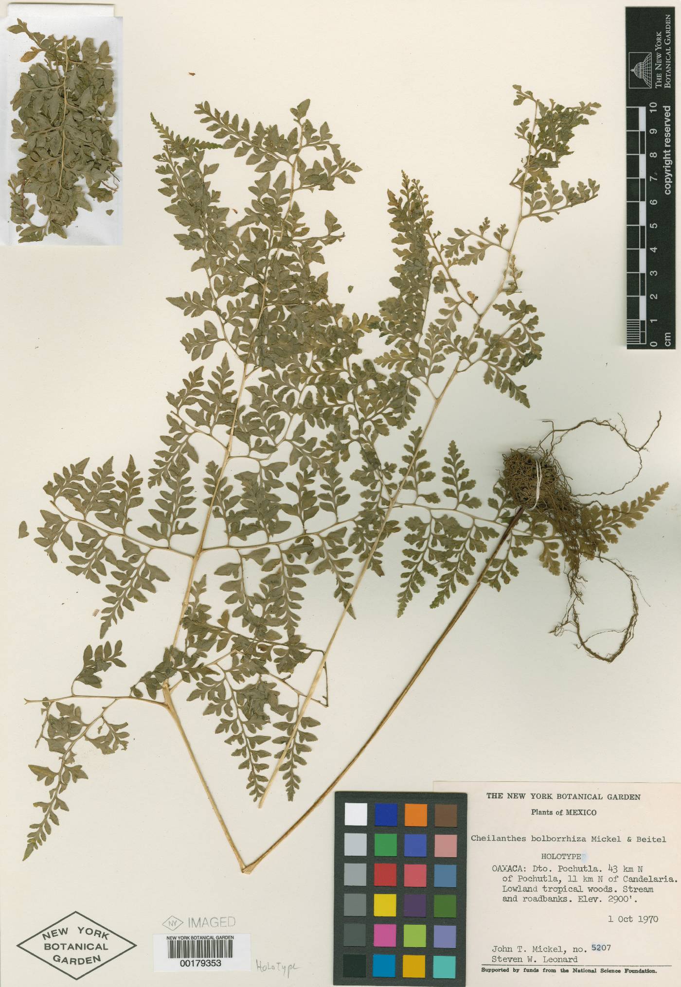 Cheilanthes bolborrhiza image