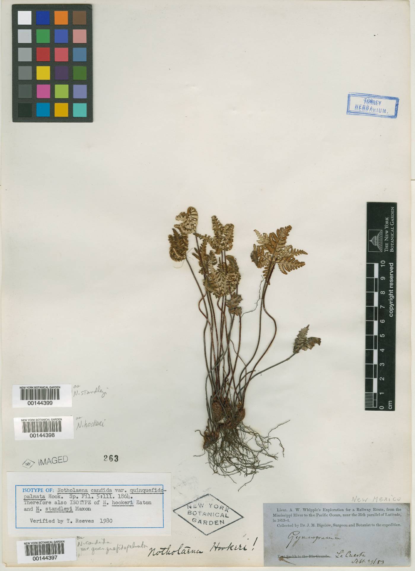 Notholaena hookeri image