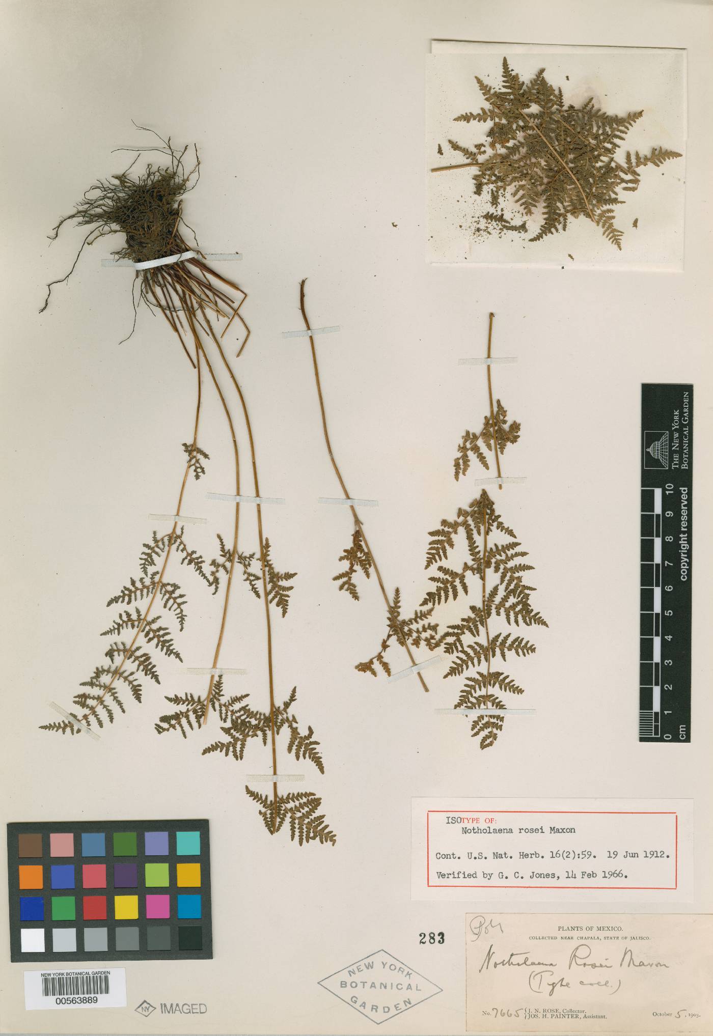Notholaena rosei image