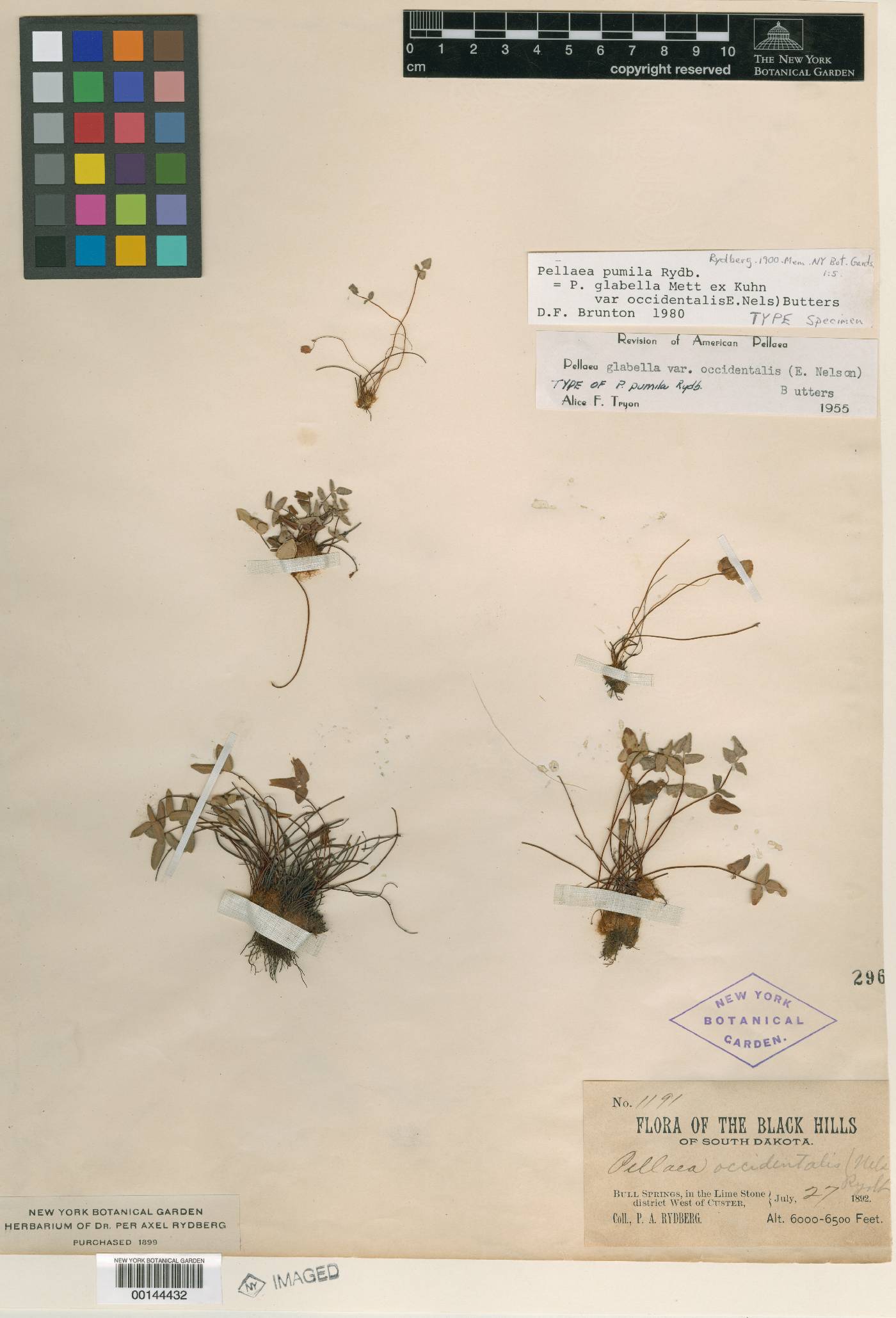 Pellaea pumila image