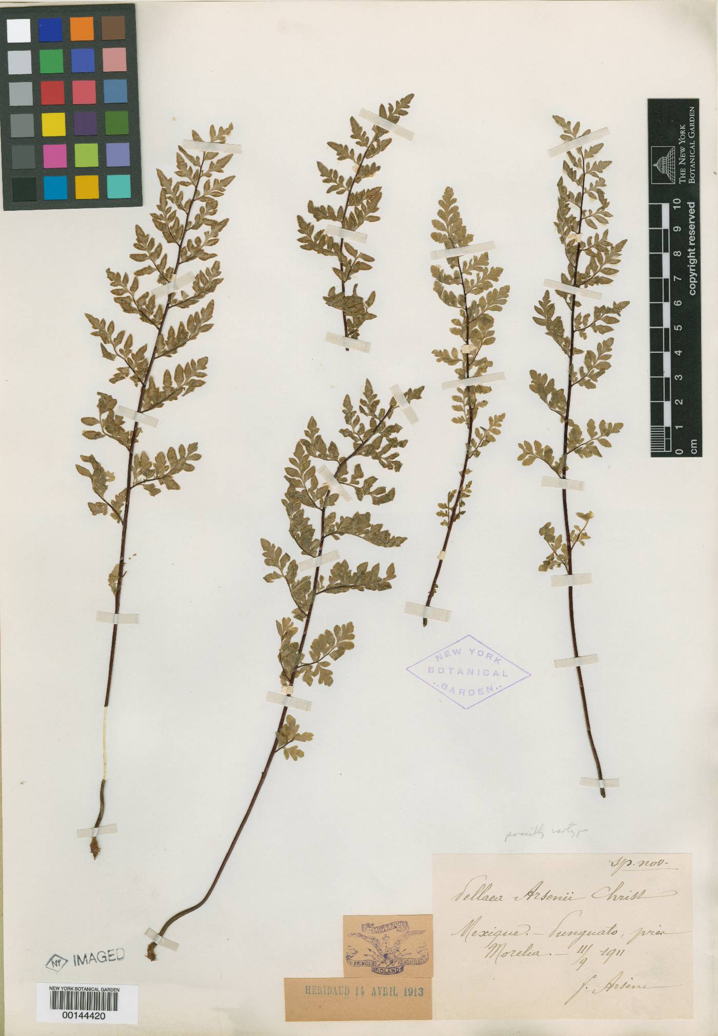 Pellaea arsenii image