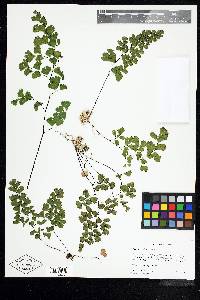 Adiantum capillus-veneris image