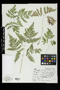 Gymnocarpium dryopteris image