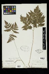 Gymnocarpium dryopteris image