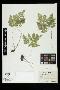 Gymnocarpium dryopteris image