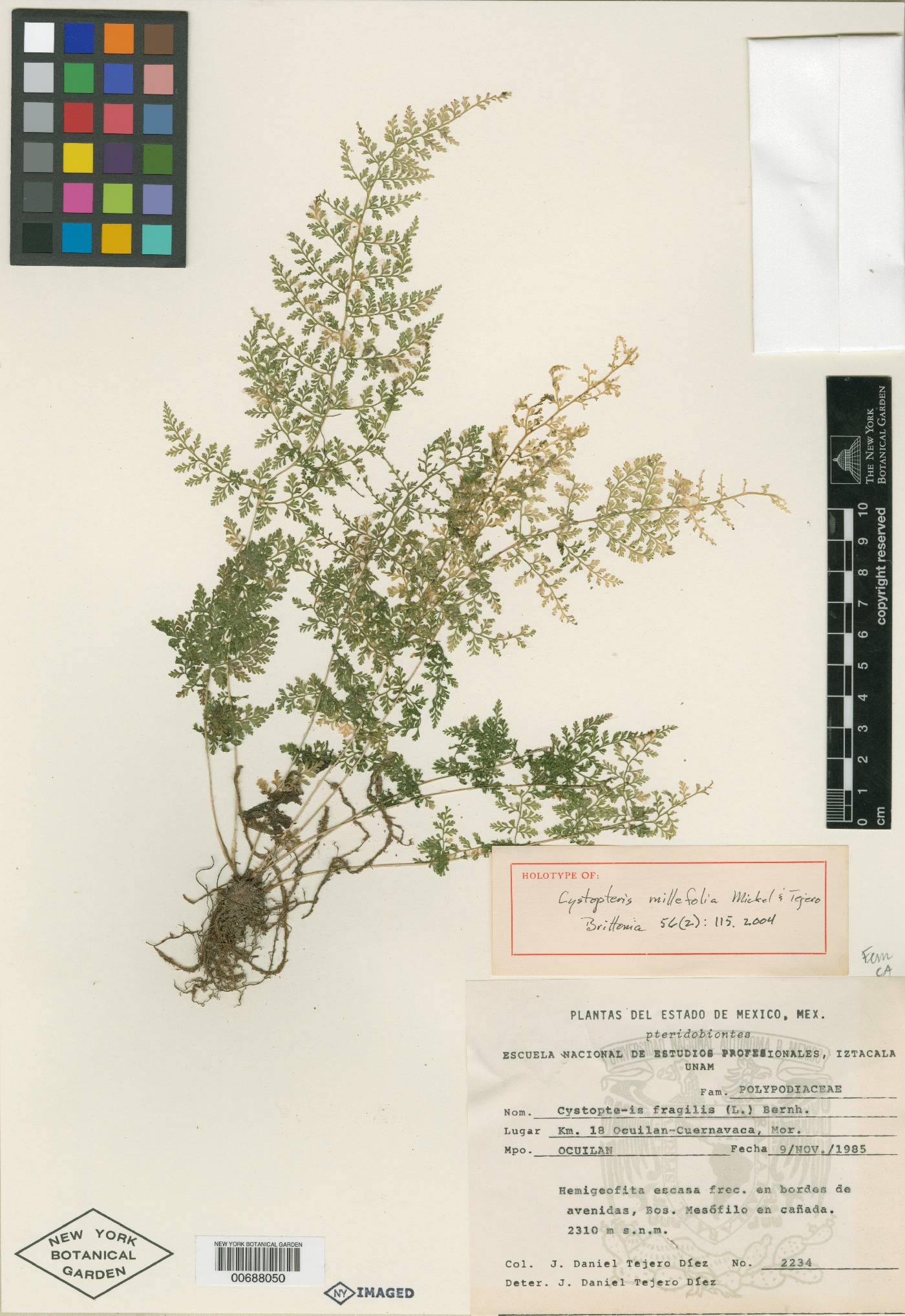 Cystopteris millefolia image