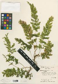 Cystopteris membranifolia image