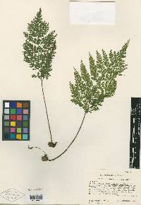 Image of Asplenium breedlovei