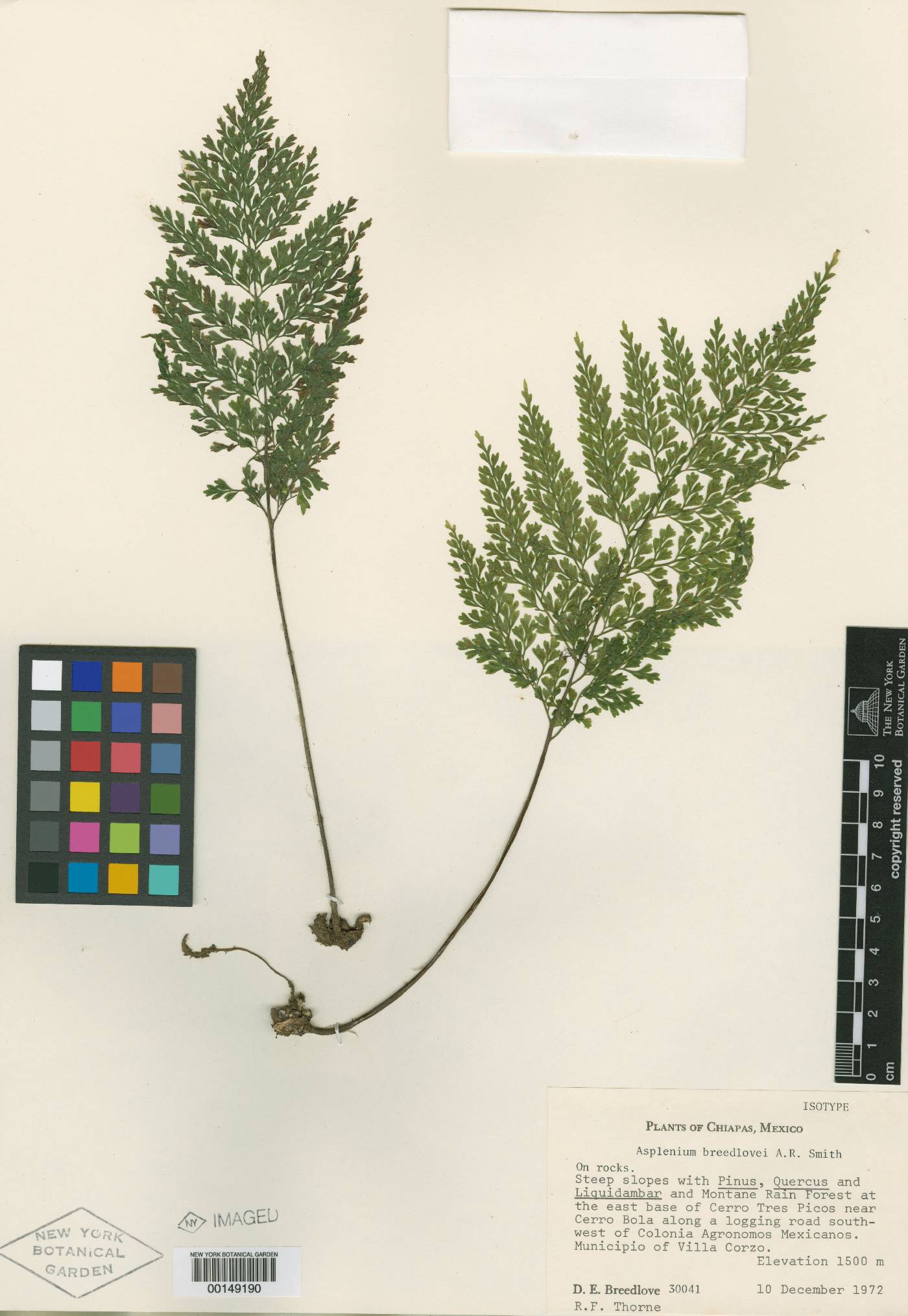 Asplenium breedlovei image