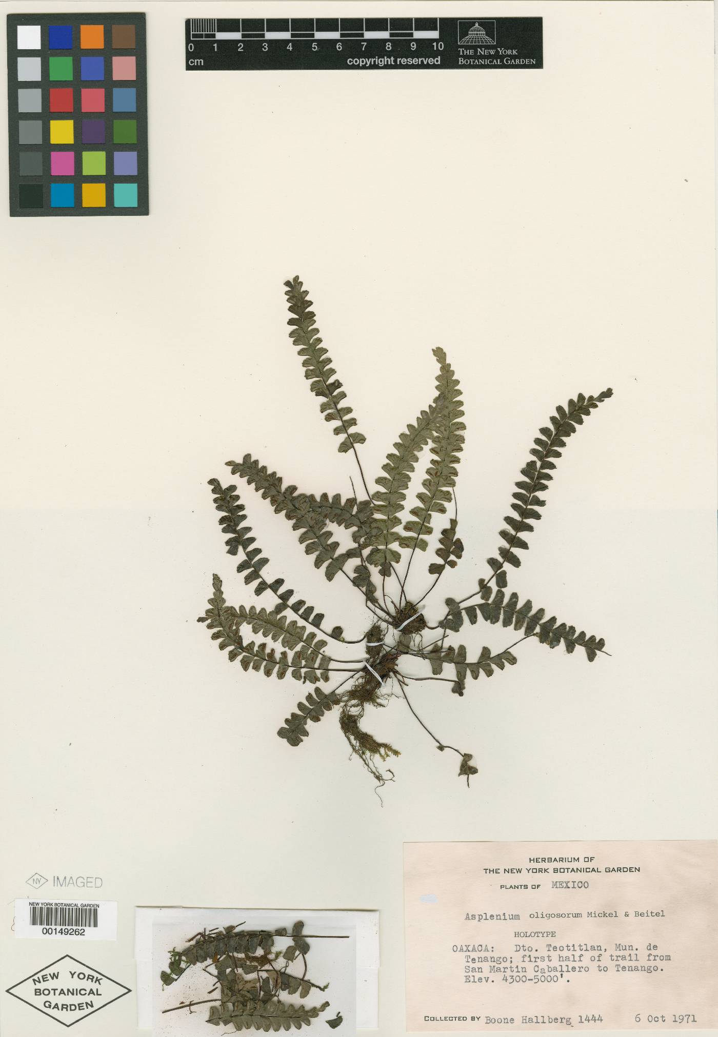 Asplenium oligosorum image