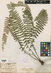 Asplenium potosinum image