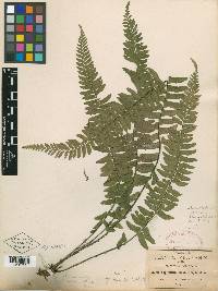 Asplenium potosinum image