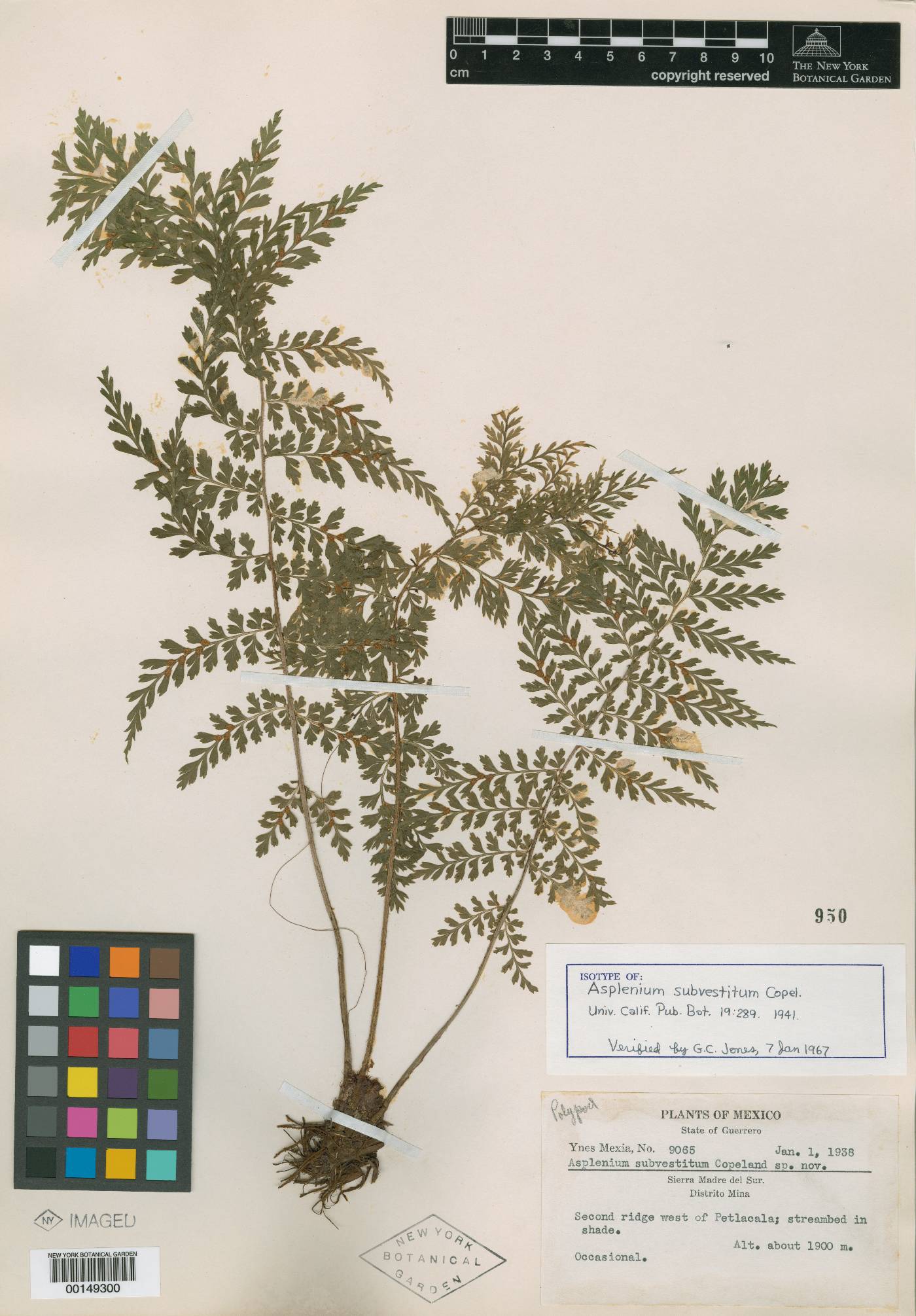 Asplenium blepharophorum image