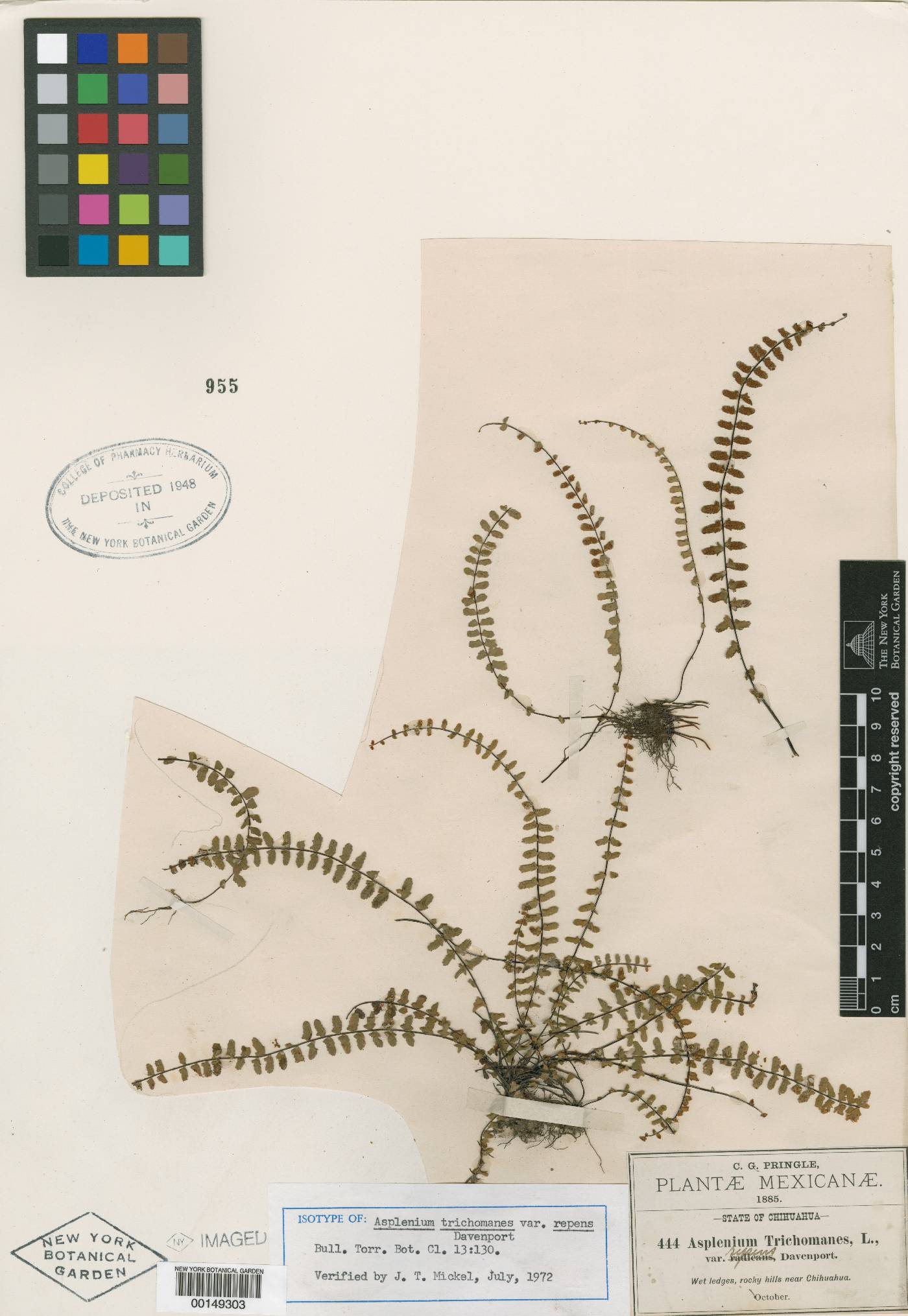 Asplenium trichomanes var. repens image