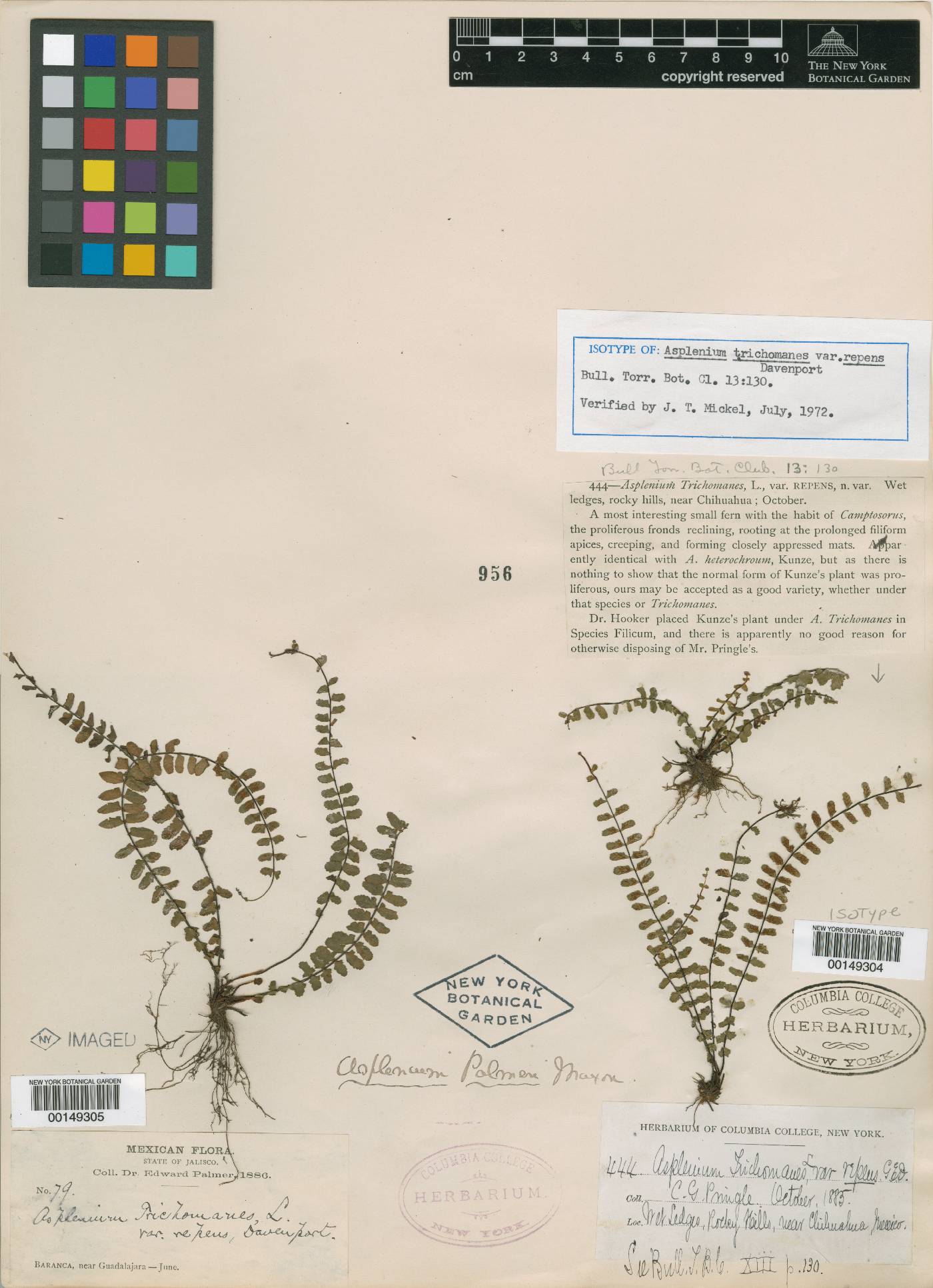 Asplenium trichomanes var. repens image