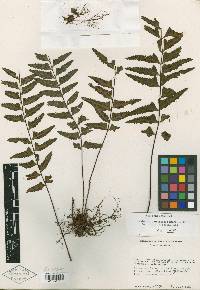 Asplenium yelagagense image