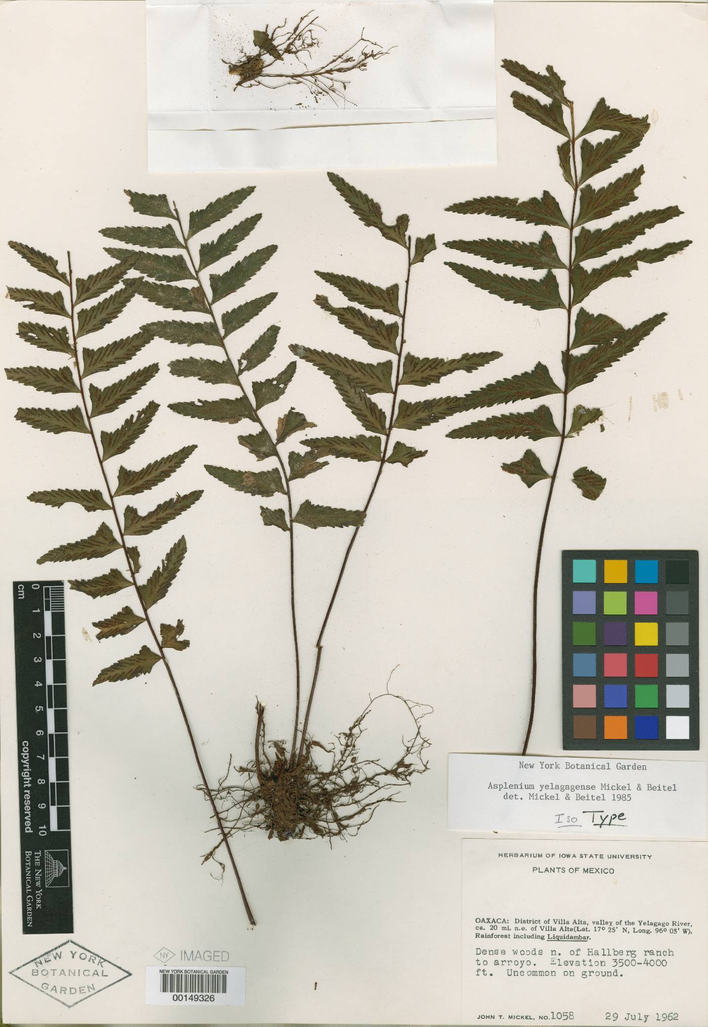 Asplenium yelagagense image