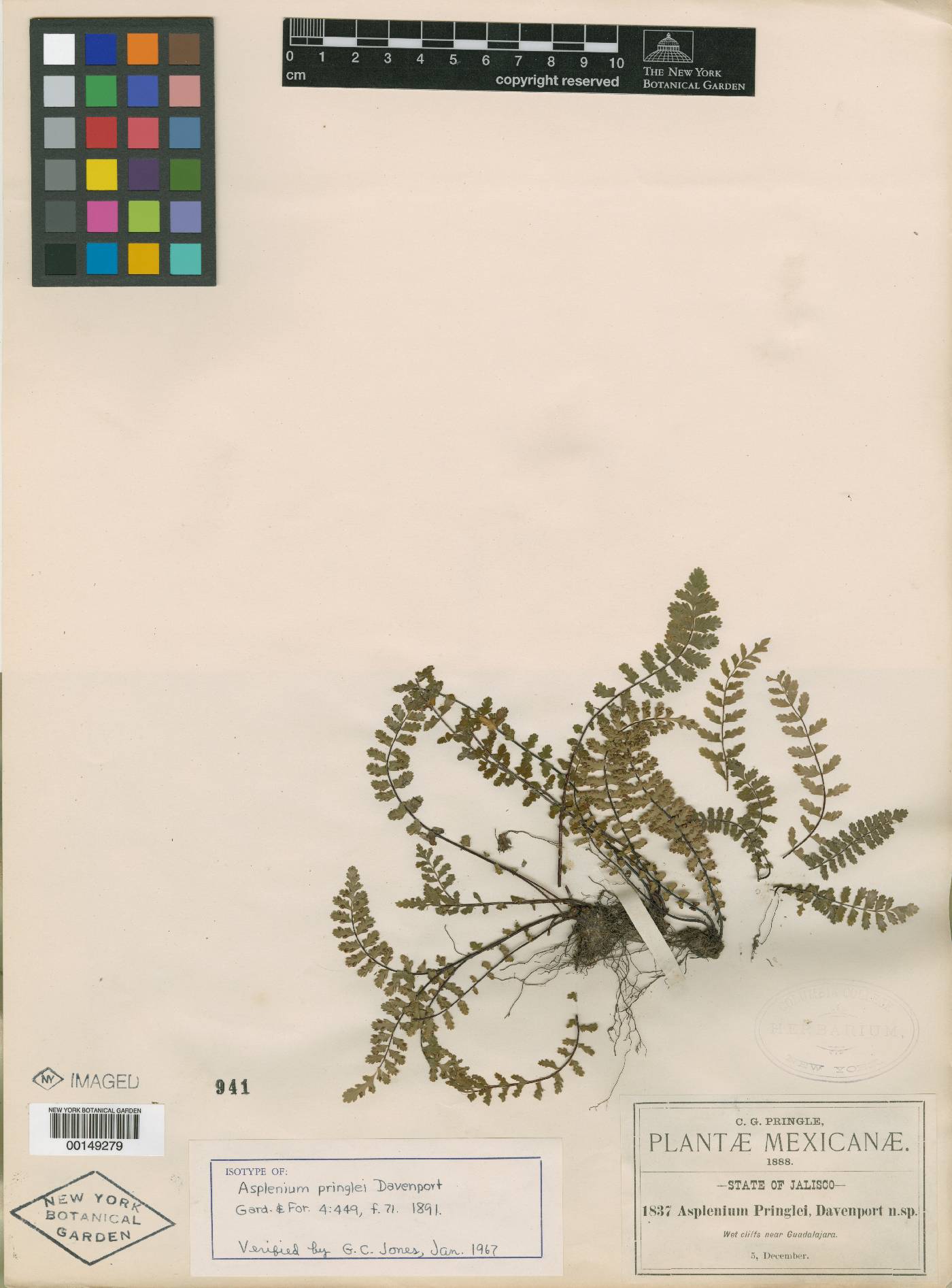 Asplenium pringlei image