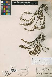 Asplenium pringlei image