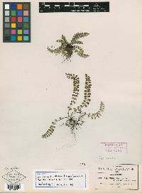 Asplenium fibrillosum image