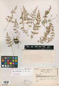 Woodsia cystopteroides image