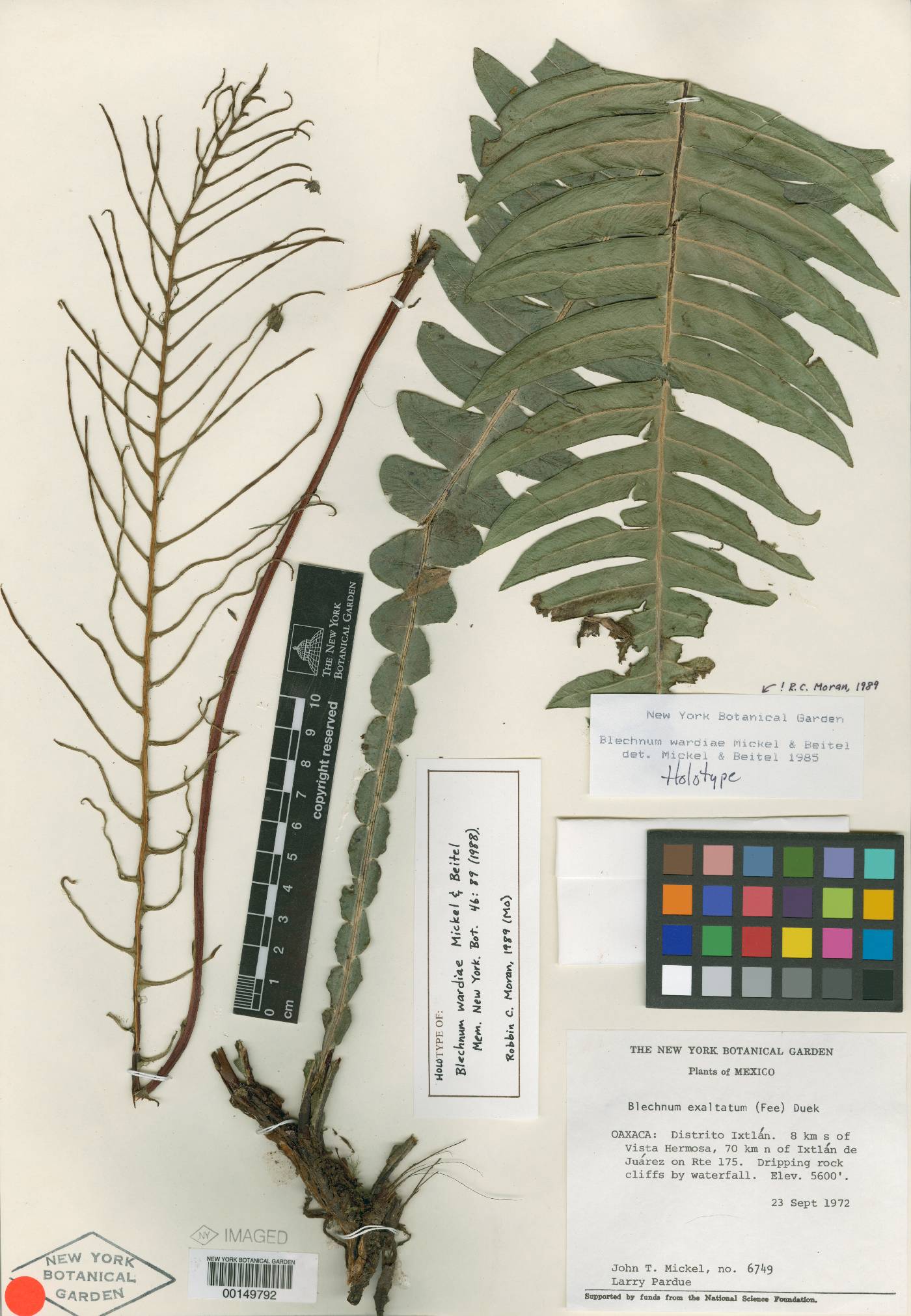 Austroblechnum wardiae image