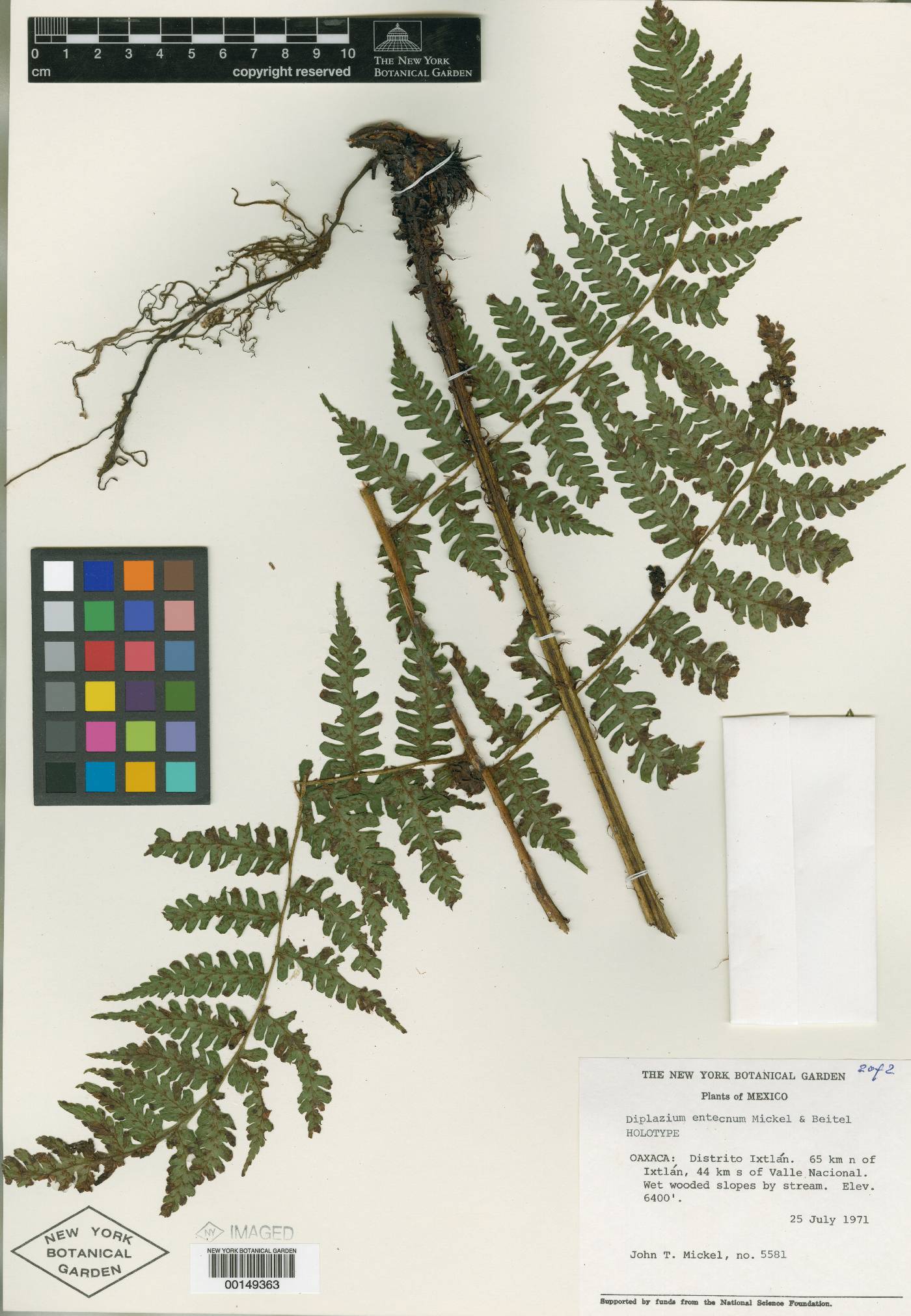 Diplazium altissimum image
