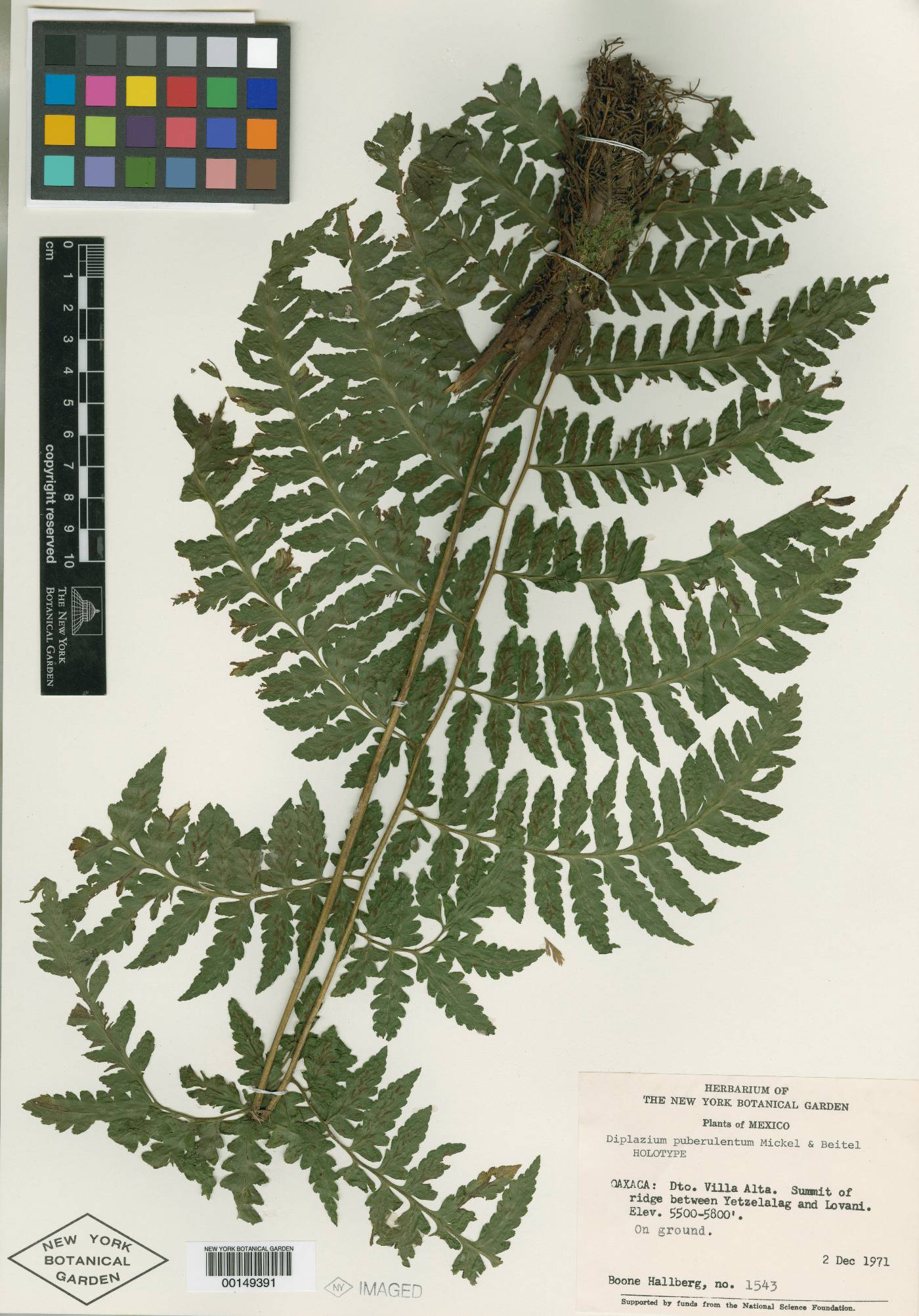 Diplazium puberulentum image