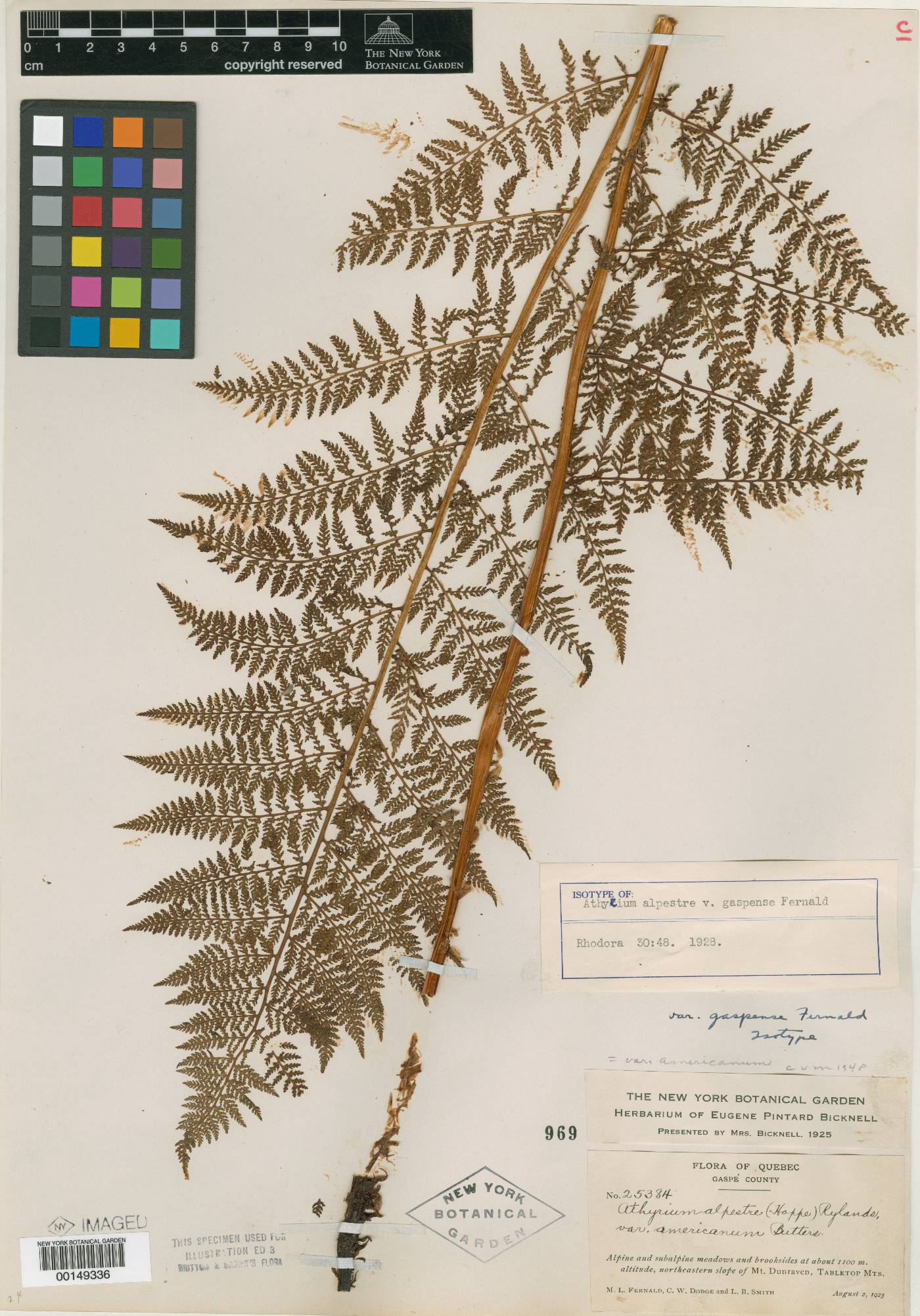 Athyrium alpestre var. gaspense image