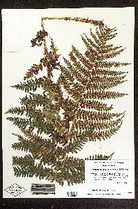 Dryopteris pseudo-filix-mas image