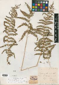 Thelypteris palustris var. pubescens image