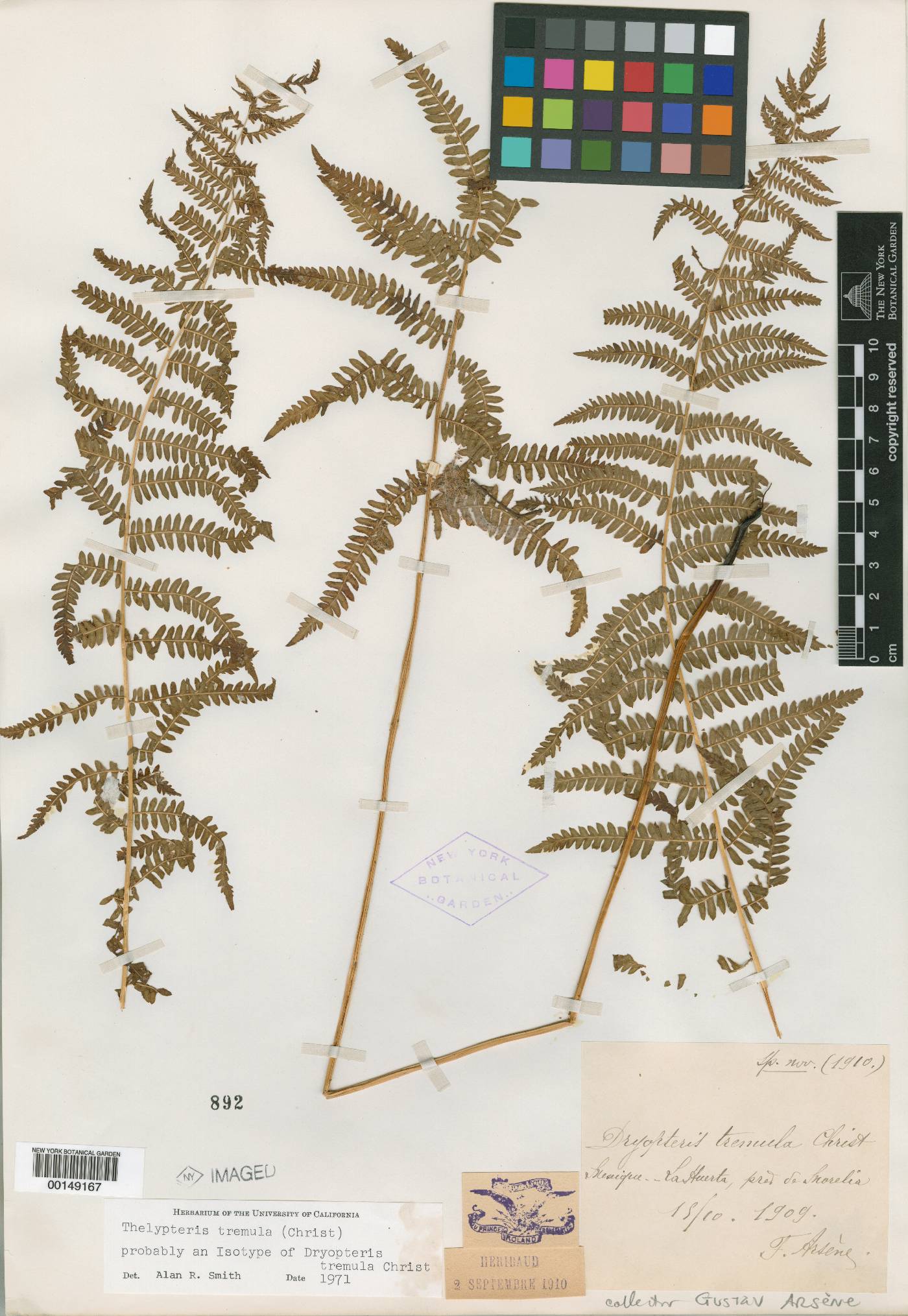 Thelypteris palustris subsp. pubescens image