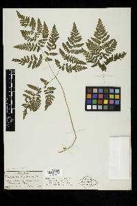 Dryopteris phegopteris image