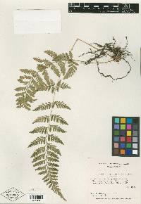 Dryopteris patula image