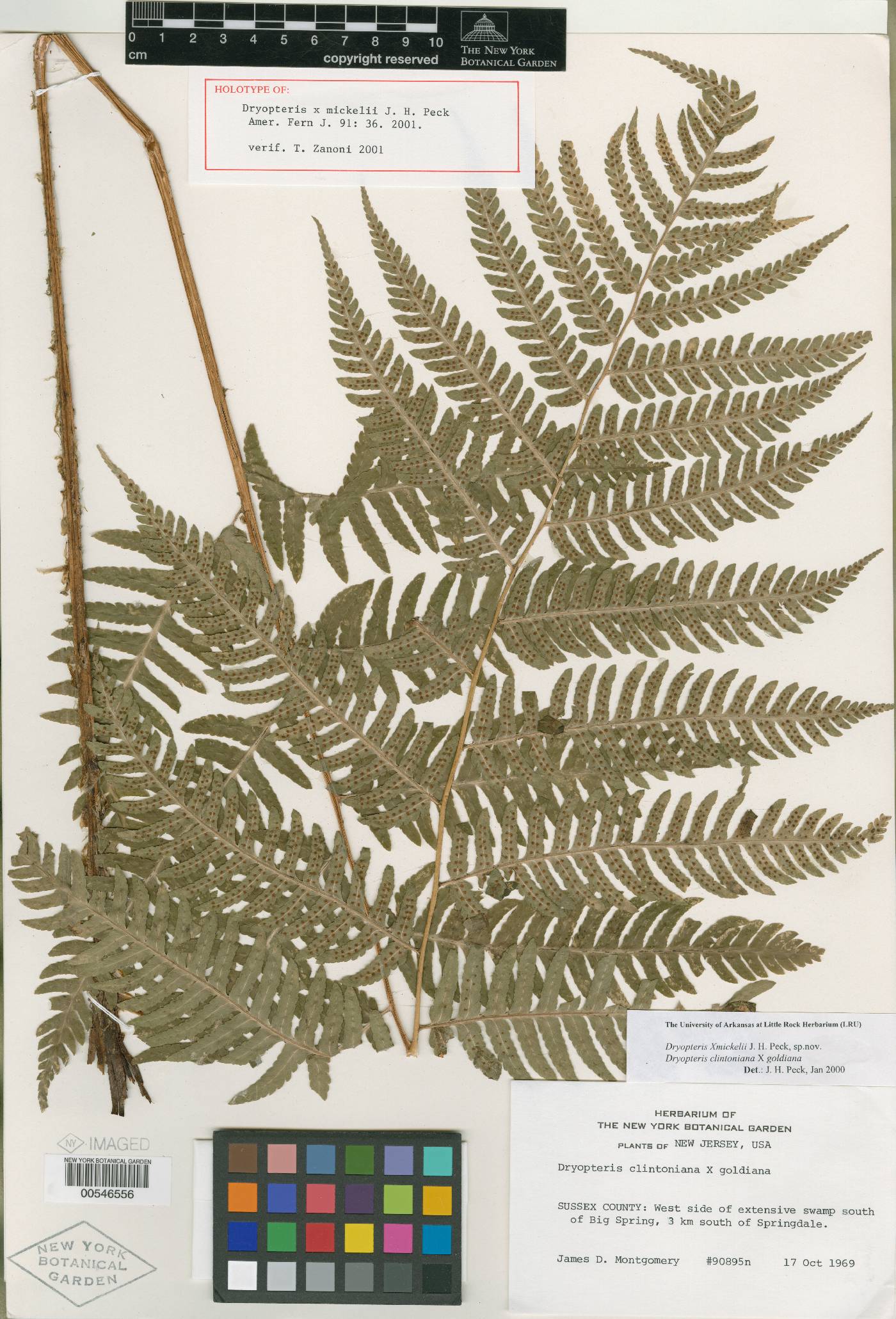 Dryopteris mickelii image