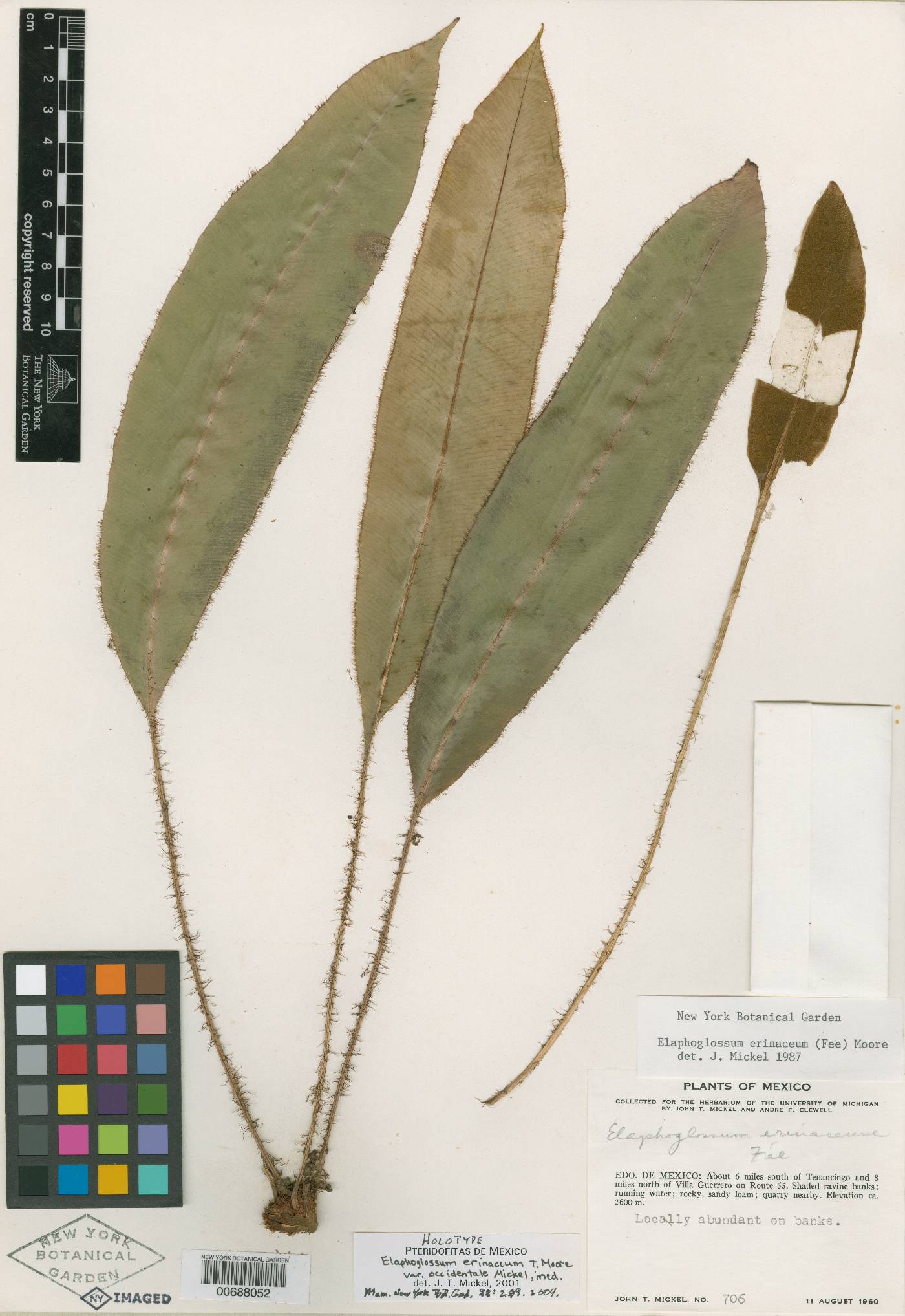 Elaphoglossum erinaceum var. occidentale image