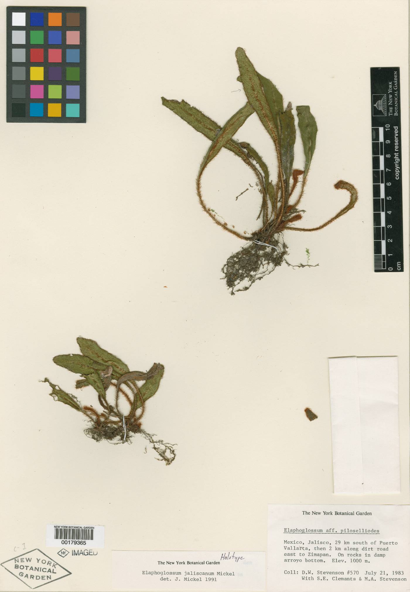 Elaphoglossum jaliscanum image