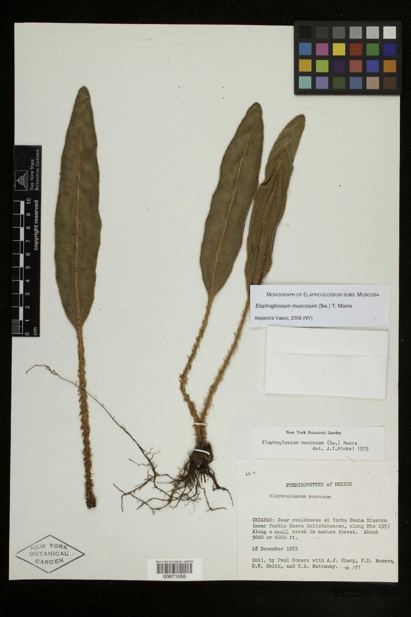 Elaphoglossum muscosum image