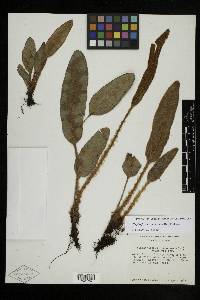 Elaphoglossum muscosum image